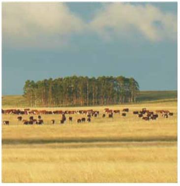 Después de 20 años de crecimiento de la ganadería del Uruguay: Desarrollo de propuestas tecnológicas desde la cría para el próximo salto productivo - Image 7