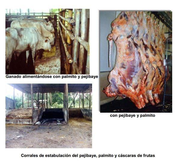 Experiencias con ganado estabulado utilizando pejibaye (Bactris gasipaes) y frutas tropicales en Costa Rica. - Image 14