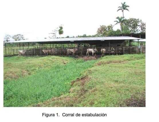 Experiencias con ganado estabulado utilizando pejibaye (Bactris gasipaes) y frutas tropicales en Costa Rica. - Image 8