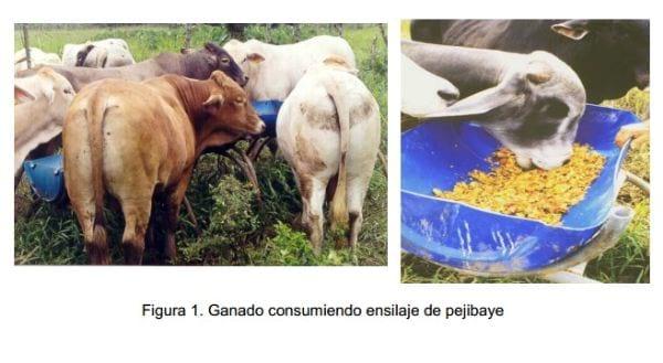 Experiencias con ganado estabulado utilizando pejibaye (Bactris gasipaes) y frutas tropicales en Costa Rica. - Image 6