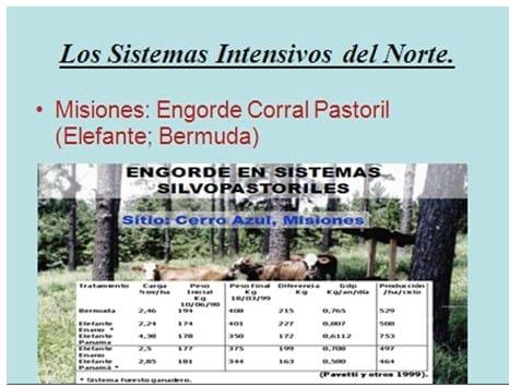 Los forrajes y la alimentación para intensificar la produccion de carne del norte argentino - Image 19
