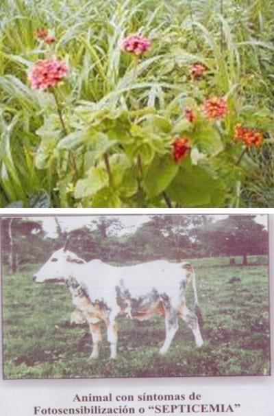 Algunas plantas tóxicas para el ganado lechero - Image 4