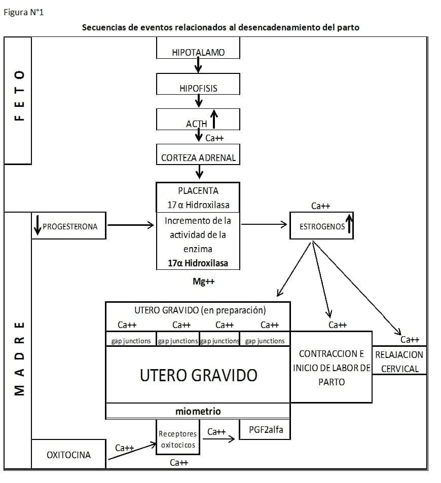 Fisiopatología del Puerperio Bovino - Image 1