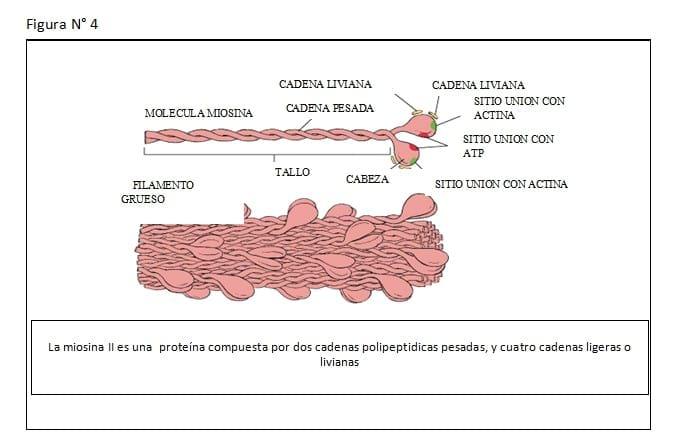 Fisiopatología del Puerperio Bovino - Image 7
