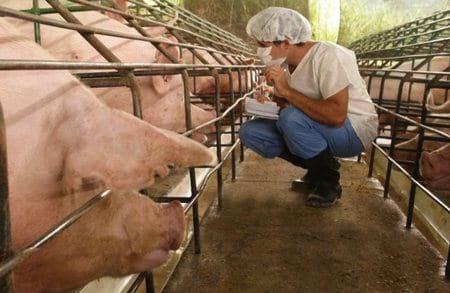 Prevención y control integral de enfermedades entéricas bacterianas en los cerdos - Image 1