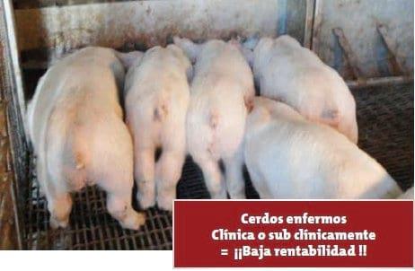 Bursitis poli articular (Mycoplasma hyosynoviae) en cerdos. Padecimiento poco diagnosticado en México - Image 1