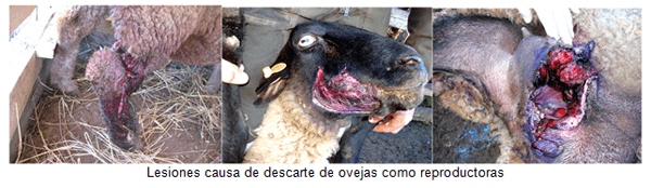 Análisis de puntos críticos en producción ovina de carne primera parte: Importancia de la producción Ovina - Image 4