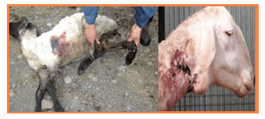 Análisis de puntos críticos en producción ovina de carne primera parte: Importancia de la producción Ovina - Image 5
