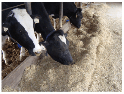 Alimentación de la vaca seca - Image 8