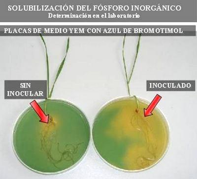 Uso de Bacterias Promotoras del Crecimiento Vegetal, Inoculantes en el cultivo de Maíz - Image 4