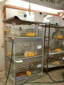 Utilización de Corrales Comunitarios en la Producción de Conejos para Carne - Image 2