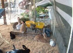 Utilización de Corrales Comunitarios en la Producción de Conejos para Carne - Image 4