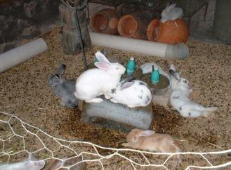 Utilización de Corrales Comunitarios en la Producción de Conejos para Carne - Image 6