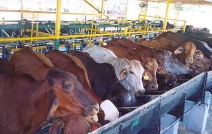 Producción de leche de vacas con distinto porcentaje de genes Bos taurus en Tabasco, México - Image 1