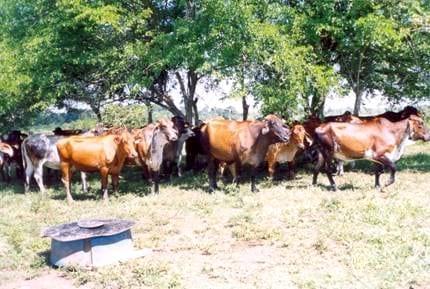 Producción de leche de vacas con distinto porcentaje de genes Bos taurus en Tabasco, México - Image 2