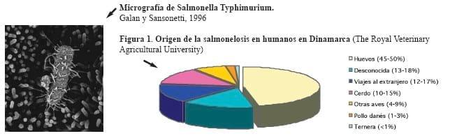 Salmonella. Riesgos de Contaminación en Materias Primas y Piensos - Image 5