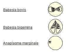 Babesiosis y Anaplasmosis: La Tristeza Bovina - Image 1