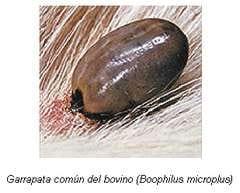 Babesiosis y Anaplasmosis: La Tristeza Bovina - Image 5