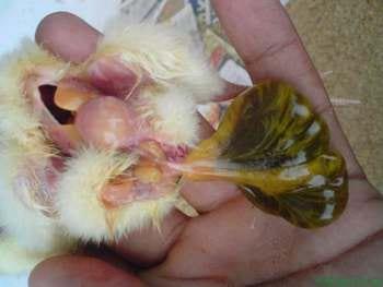 Calidad de Pollito bb afectado desde la incubadora, Caso - Image 9