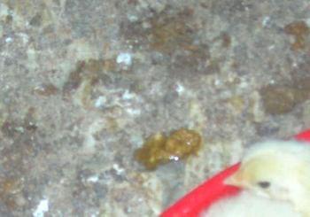 Calidad de Pollito bb afectado desde la incubadora, Caso - Image 27