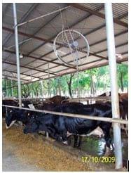 Stress calórico en vacas lecheras - Image 1