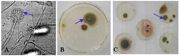 Estudios de contaminación con aflatoxinas producidas por Aspergillus flavus en la castaña y el maní - Image 1