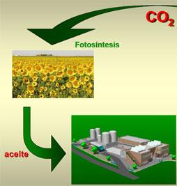 Utilización de aceites vegetales usados para la obtención de Biodiesel - Image 5