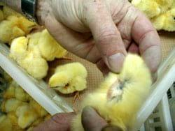 Bioseguridad en granjas avícolas - Image 6