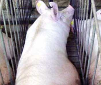 Micotoxinas y su impacto en la producción porcina - Image 4