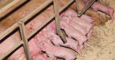 Micotoxinas y su impacto en la producción porcina - Image 5