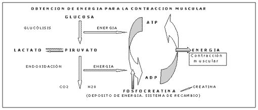 Fisiología del Ejercicio (Laboratorios Burnet) - Image 2