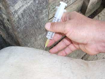 Desviacion lateral subcutanea del pene para toros calentadores - Image 6