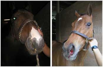 El clembuterol en el caballo atleta - Image 4