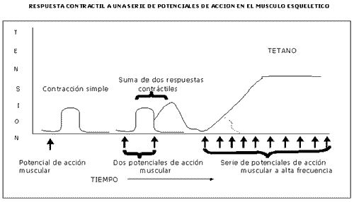 Fisiología del Ejercicio (Laboratorios Burnet) - Image 7