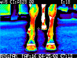 El uso de la termografía en equinos como herramienta complementaria de diagnóstico - Image 10