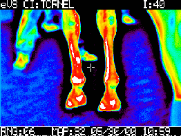 El uso de la termografía en equinos como herramienta complementaria de diagnóstico - Image 11