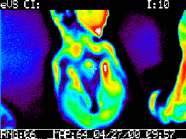 El uso de la termografía en equinos como herramienta complementaria de diagnóstico - Image 12