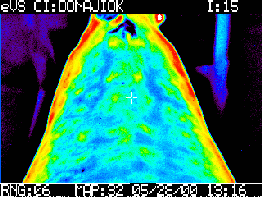 El uso de la termografía en equinos como herramienta complementaria de diagnóstico - Image 2