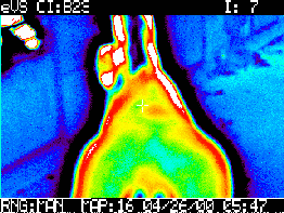 El uso de la termografía en equinos como herramienta complementaria de diagnóstico - Image 5
