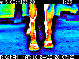 El uso de la termografía en equinos como herramienta complementaria de diagnóstico - Image 8
