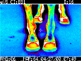 El uso de la termografía en equinos como herramienta complementaria de diagnóstico - Image 9