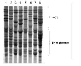 Utilización de Marcadores Moleculares en el Mejoramiento de Trigo - Genes de Calidad y Resistencia a Enfermedades - Image 4