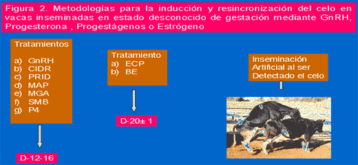 Resincronización del servicio de hembras bovinas inseminadas en el trópico. (Articulo reseña) - Image 2