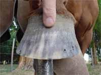 Secuencia del herrado de un caballo - Image 20
