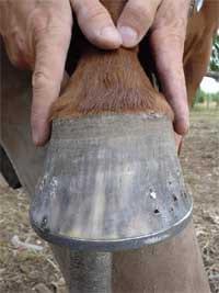 Secuencia del herrado de un caballo - Image 38