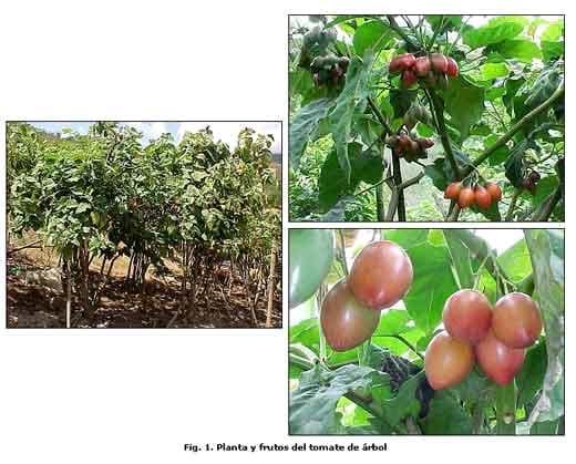 Reconocimiento de insectos y enemigos naturales asociados al tomate de árbol en Aragua y Miranda, Venezuela - Image 1