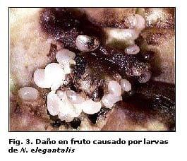 Reconocimiento de insectos y enemigos naturales asociados al tomate de árbol en Aragua y Miranda, Venezuela - Image 3