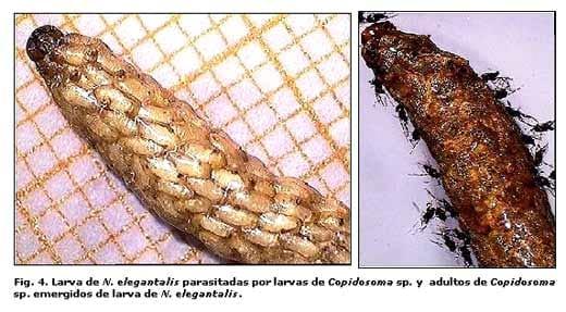 Reconocimiento de insectos y enemigos naturales asociados al tomate de árbol en Aragua y Miranda, Venezuela - Image 4