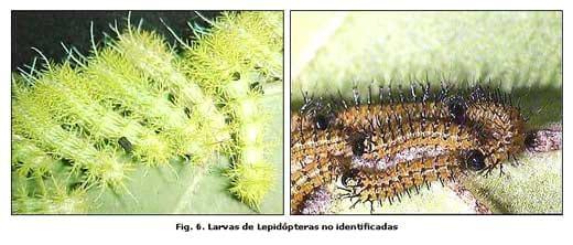 Reconocimiento de insectos y enemigos naturales asociados al tomate de árbol en Aragua y Miranda, Venezuela - Image 7