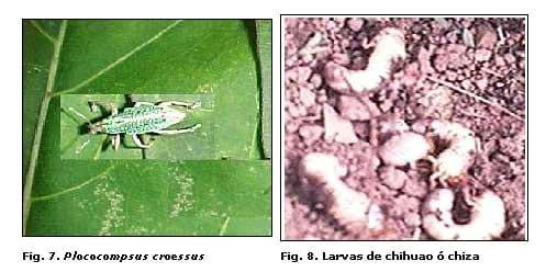 Reconocimiento de insectos y enemigos naturales asociados al tomate de árbol en Aragua y Miranda, Venezuela - Image 8